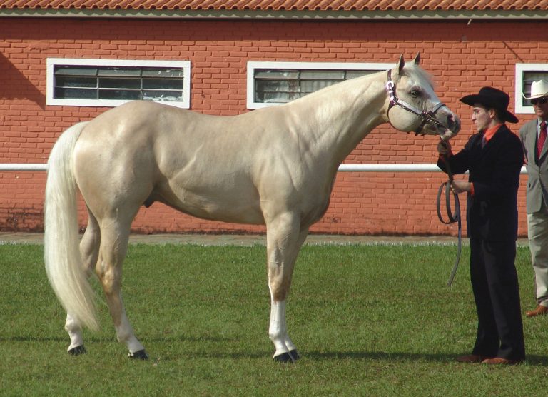 Top 5 Fastest Horse Breeds In The World