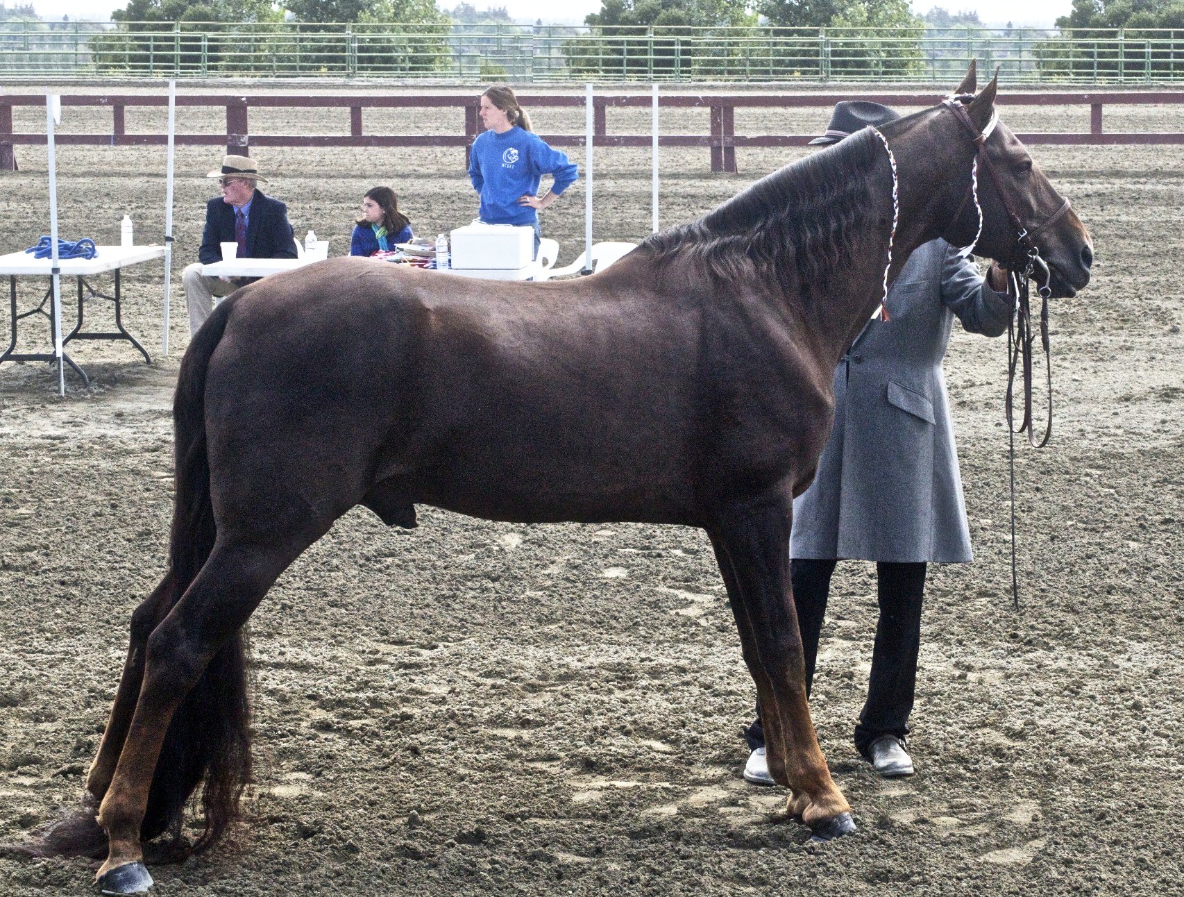 7 Most Common Horse Breeds In The World Horse Squad
